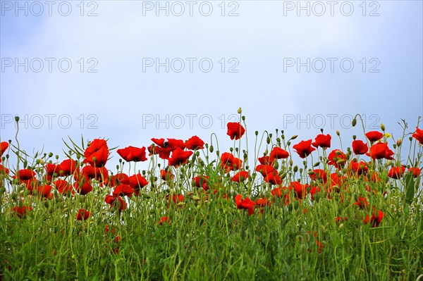 Red corn poppy