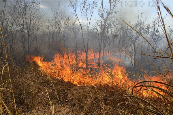 Burning vegetation in a bushfire