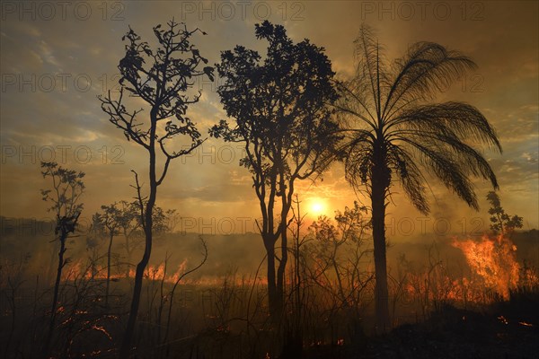 Burning vegetation in a bushfire at sunset