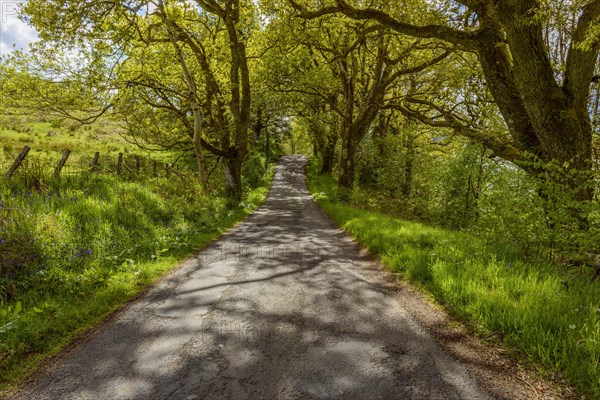 Scottish single track road street lined with old oak trees in spring