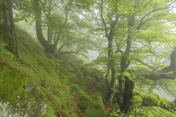 Mountain forest on a misty morning on mountain peak