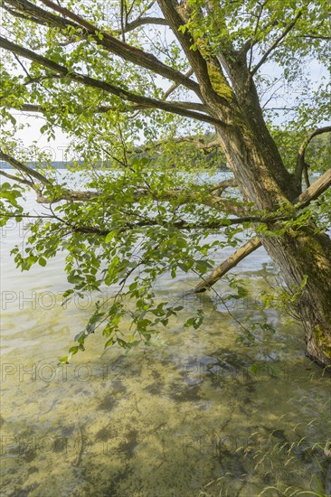 Lakeside in summer