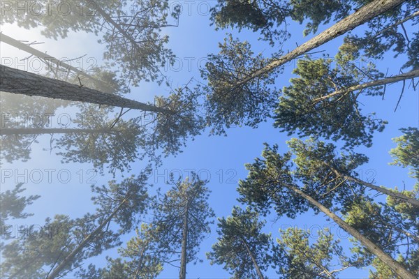 View in the tree tops of a pine forest in the morning with fog