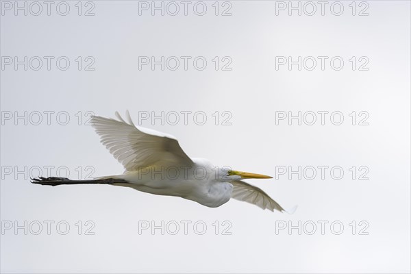 Great egret