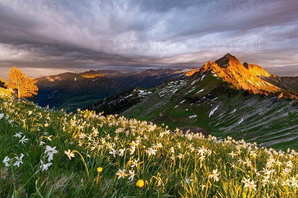 Poet's daffodil