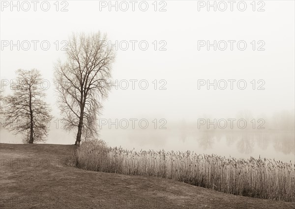 Autumnal morning mist with birch on the shore of Mondsee