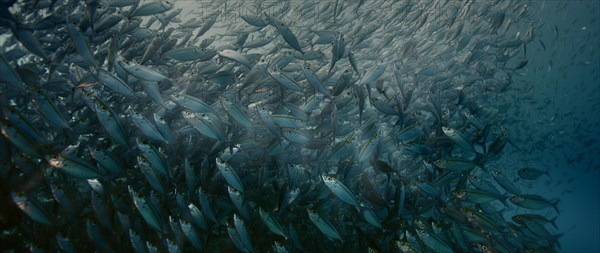 A large school of Yellowstripe Scad