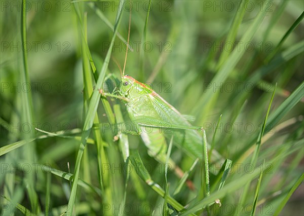 Great green bush cricket