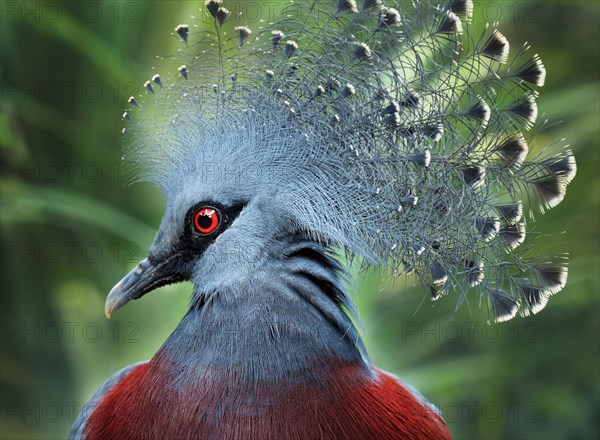 Southern Crowned Pigeon