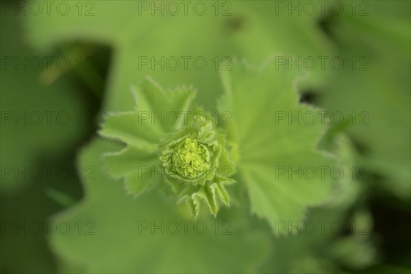 Lady's mantle