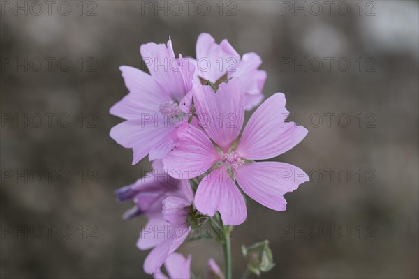 Greater musk-mallow