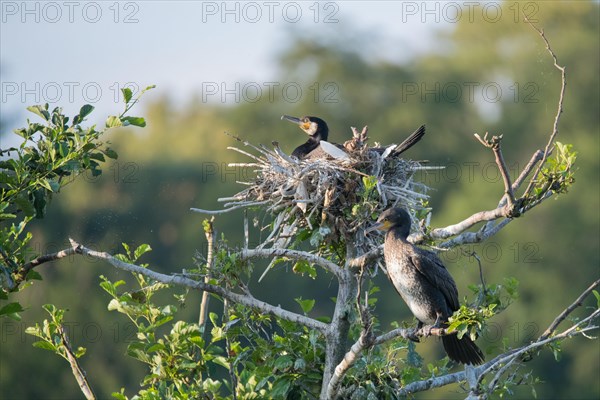 Great cormorant