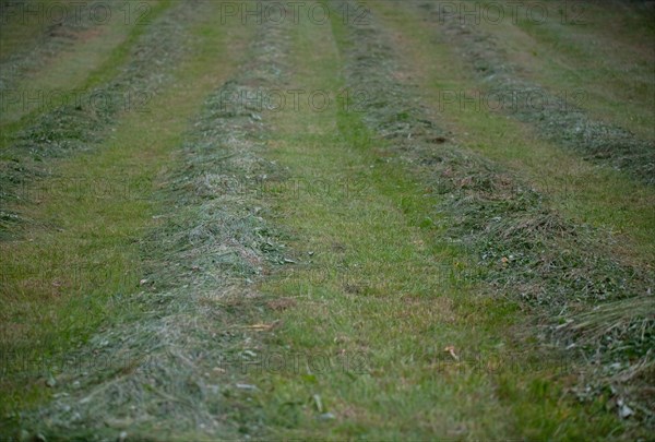 Grass becomes hay