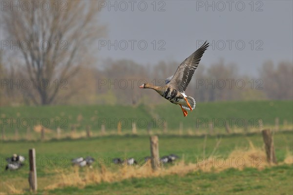 Greater white-fronted goose