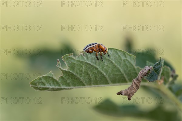 Colorado potato beetle