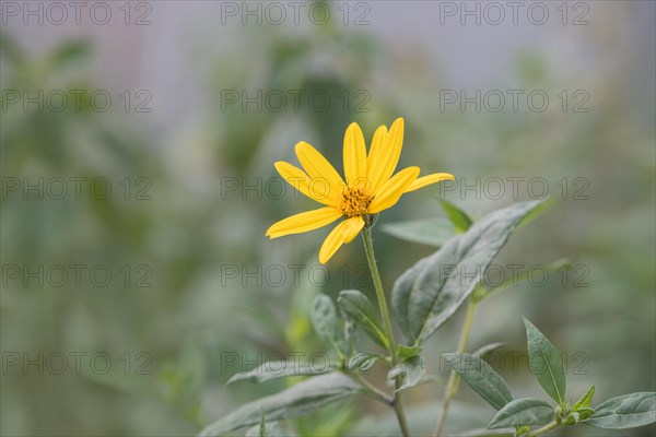 Jerusalem artichoke