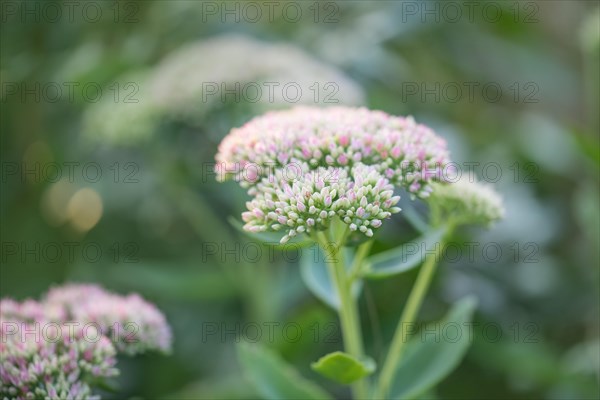 Showy stonecrop