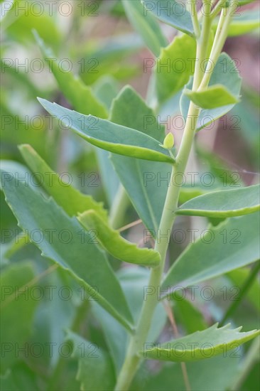 Showy stonecrop