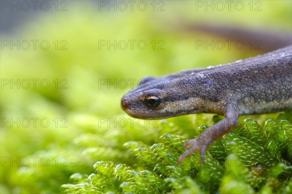 Common newt