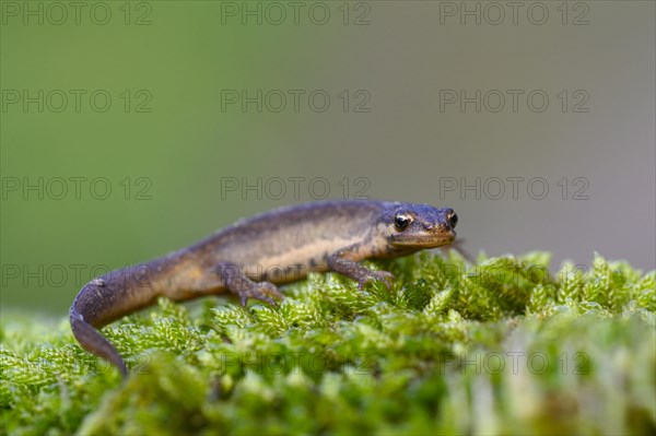 Common newt