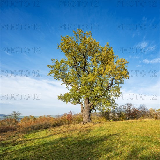 Large old solitary english oak