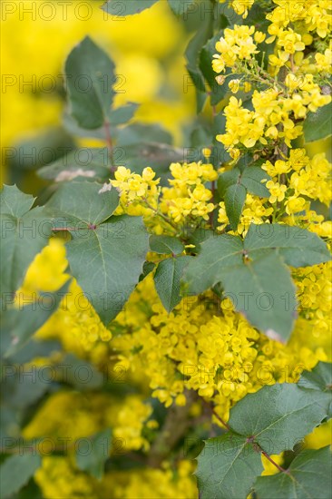 Oregon-grape