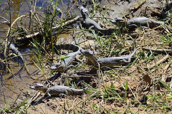 Yacare caimans