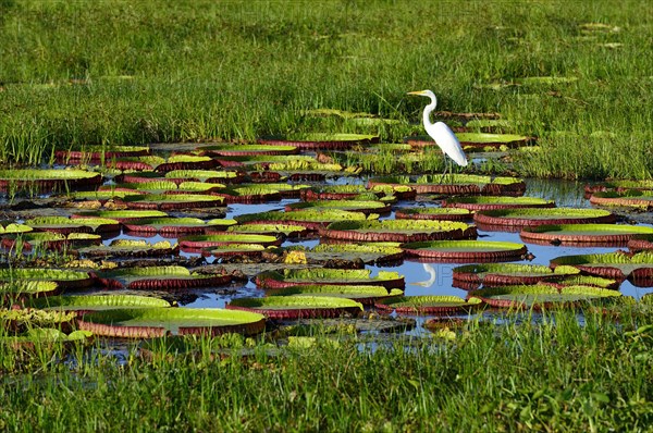 Great egret