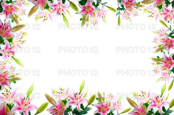 Lily flowers composition frame over white copyspace