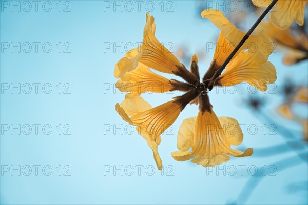 Yellow trumpet tree