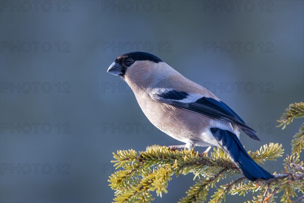 Bullfinch or eurasian bullfinch