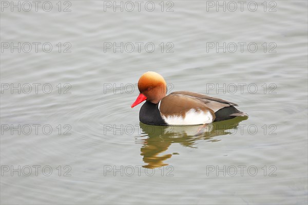 Red-crested pochard