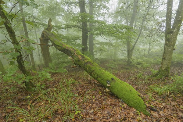 Mountain forest on a misty morning on mountain peak