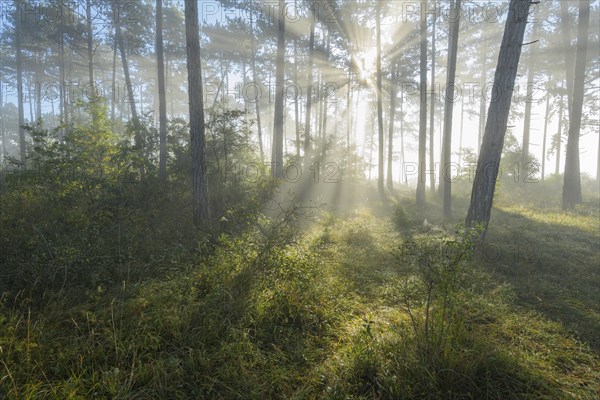 Forest in the morning with fog and sun