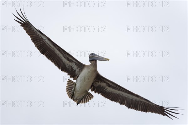 Brown pelican