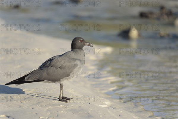 Lava gull