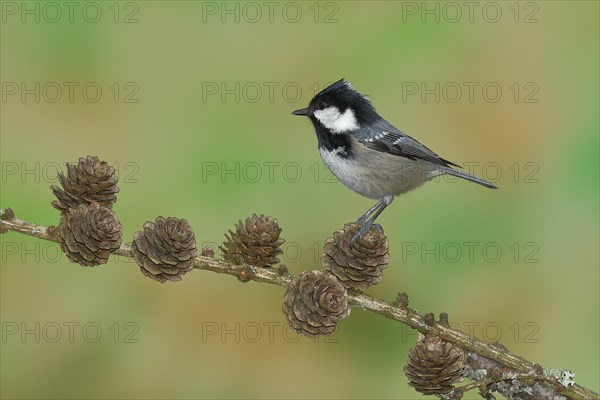 Coal tit