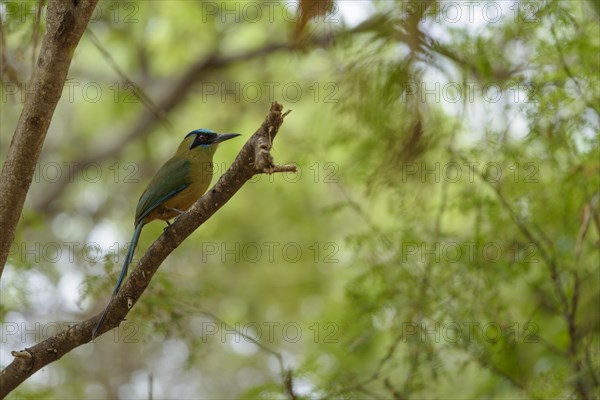 Blue-crowned motmot