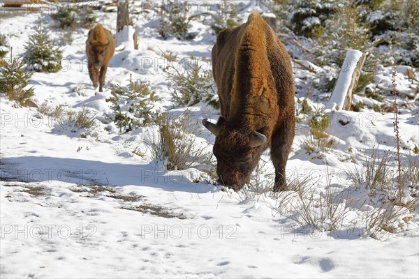 Bison