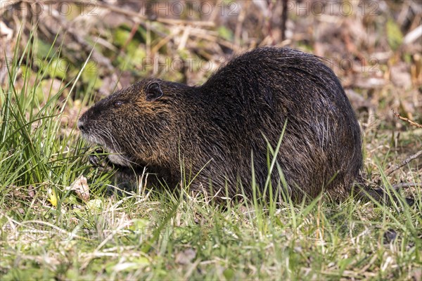 Nutria