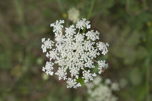 Wild carrot