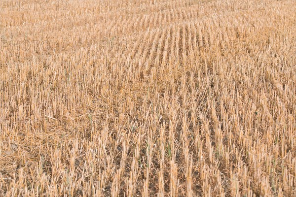 Stubble field