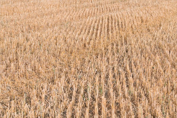 Stubble field