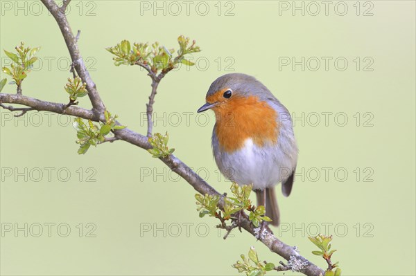 European robin