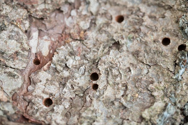 Giant woodwasp