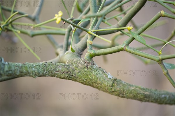 European mistletoe