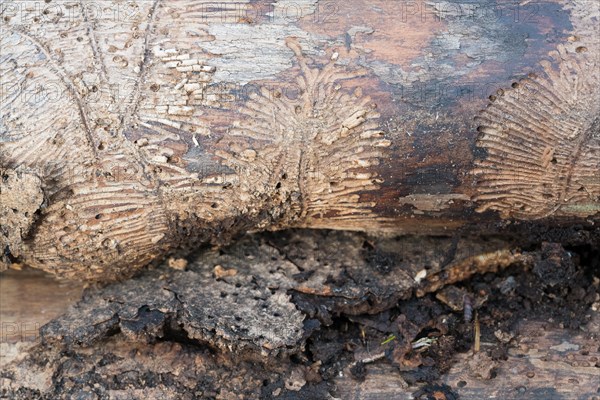 Deadwood piles as natural insect nesting aid