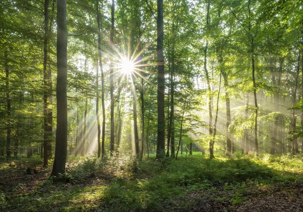 Light-flooded natural beech forest on the Finne mountain range