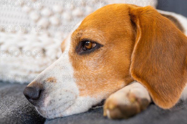 Adult male beagle dog resting in garden furniture