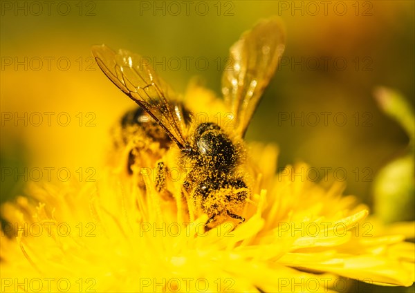 Honey bee covered with yellow pollen collecting nectar from dandelion flower